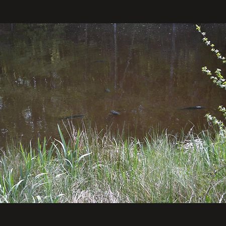 Cabane Limousine Au Bord D'Un Etang Bonnac-la-Côte Esterno foto